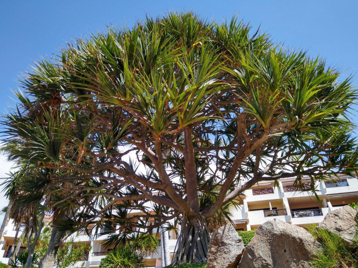 Forest Flat - Big Heated Pool, Terrace, Tv Channels, Golf Courses San Miguel de Abona Luaran gambar
